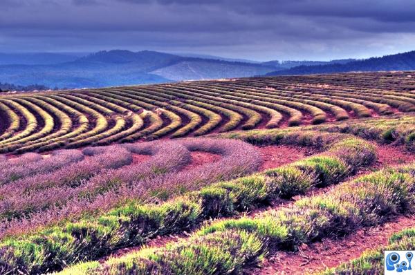 Lavender Fields photoshop picture